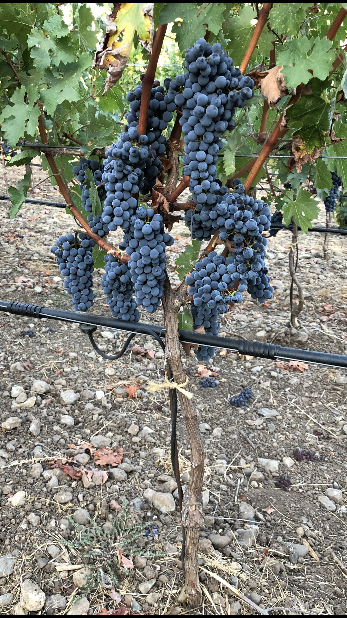 Grapes on the vine